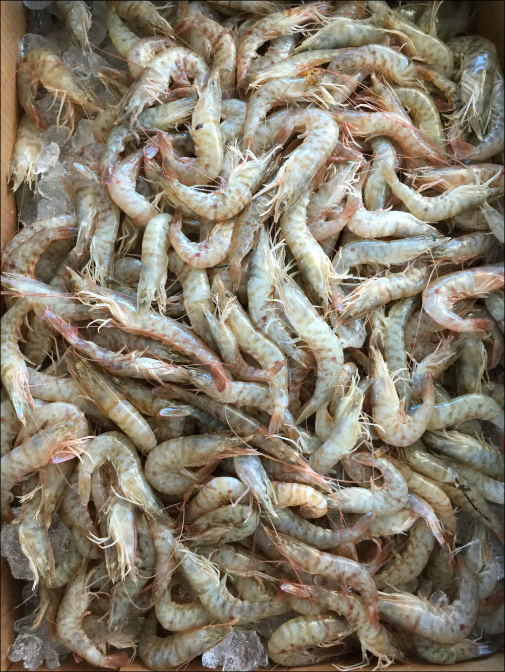 local fresh shrimp